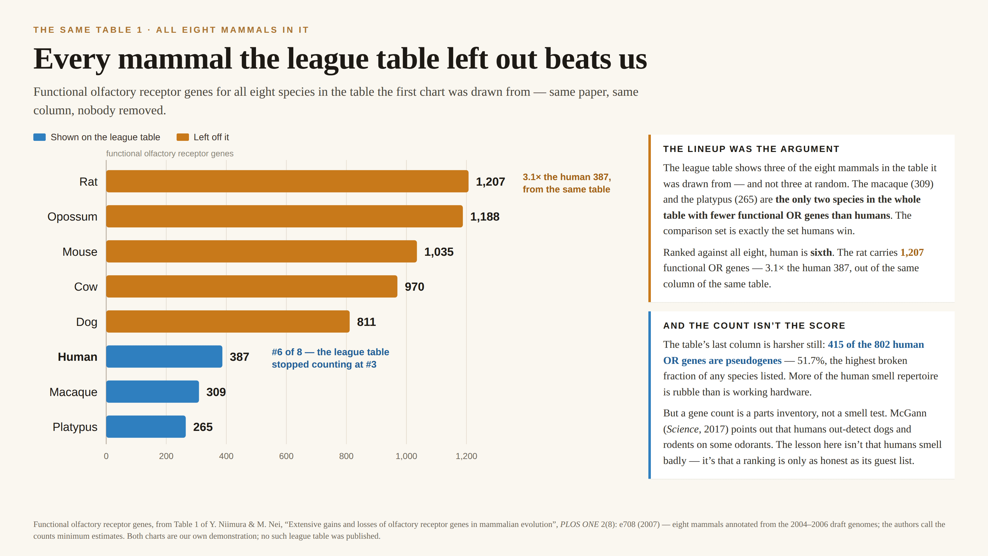 The same data on a cream background, kicked “The same Table 1 · all eight mammals in it” and headlined “Every mammal the league table left out beats us”. A horizontal bar chart on a zero-based axis to 1,300 ranks all eight species in the source table by functional olfactory receptor genes, amber for the five left off the first chart and blue for the three shown: rat 1,207, opossum 1,188, mouse 1,035, cow 970, dog 811, then human 387 in bold, macaque 309 and platypus 265. An amber note beside the rat reads “3.1× the human 387, from the same table”; a blue note beside the human bar reads “#6 of 8 — the league table stopped counting at #3”. A card headed “The lineup was the argument” explains that the league table shows three of the table’s eight mammals and not three at random — the macaque and the platypus are the only two species in the whole table with fewer functional OR genes than humans, so the comparison set is exactly the set humans win. A second card, “And the count isn’t the score”, notes that 415 of the 802 human OR genes are pseudogenes, 51.7%, the highest broken fraction of any species listed, but that a gene count is a parts inventory rather than a smell test — McGann (Science, 2017) points out humans out-detect dogs and rodents on some odorants — so the lesson is that a ranking is only as honest as its guest list. A footnote credits Table 1 of Niimura & Nei, PLOS ONE 2(8): e708 (2007), notes the counts come from 2004–2006 draft genomes and are called minimum estimates by the authors, and says both charts are our own demonstration.